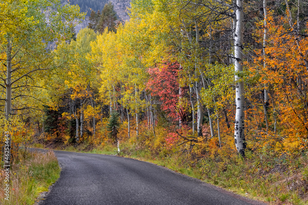 Scenic Alpine loop road in Utah  through colorful  Aspen trees