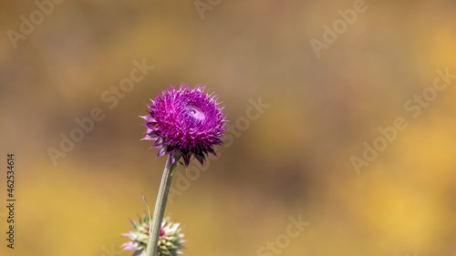 Close up shot of spiky spear thistle wildflower 