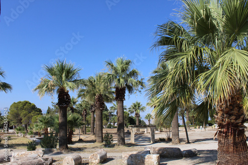 many fluffy palm trees with thick trunks over the ruins of ancient stone columns