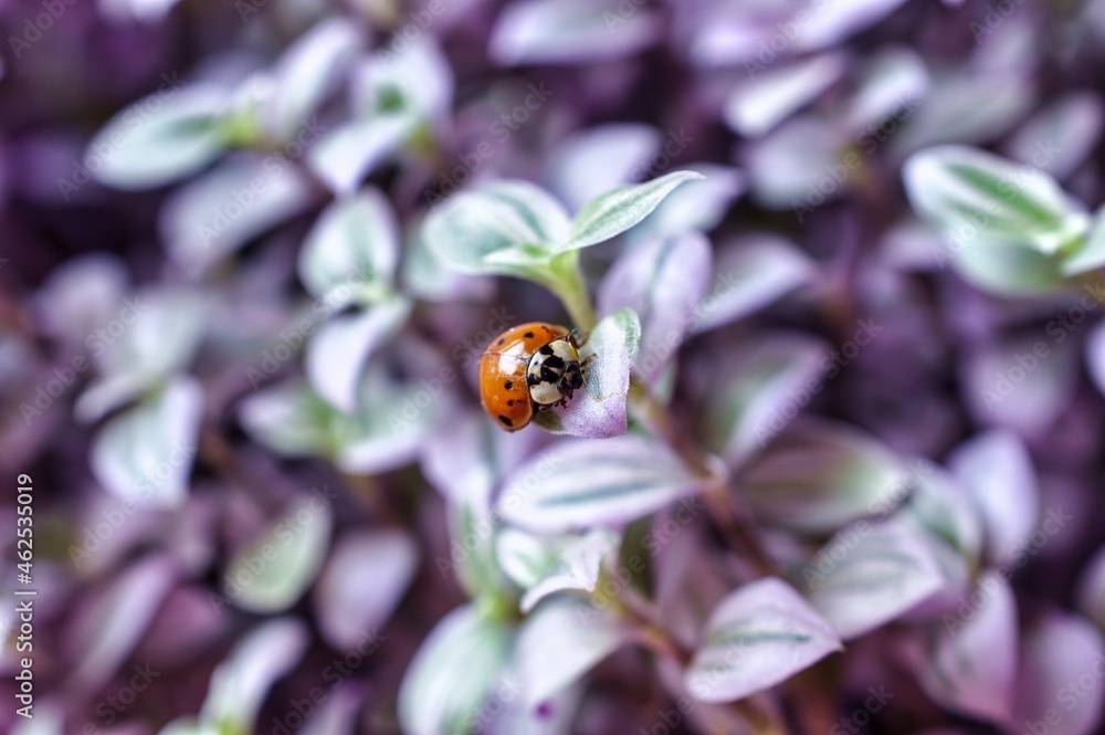 Fototapeta premium Coccinelle