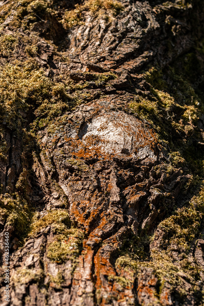 background texture of cracked tree trunk surface filled with green moss under the sun