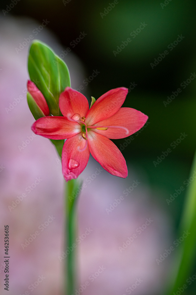 close up of a blooming red river lily flower in the garden