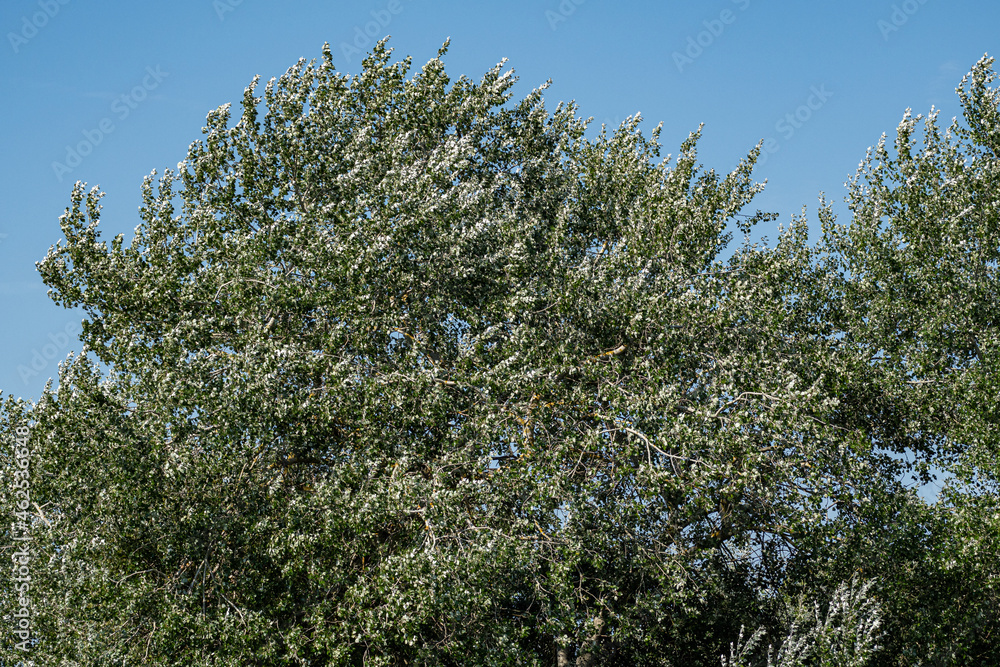 dense green leaves on the tree blew by the strong wind in the park dense green leaves on the tree blew by the strong wind in the park