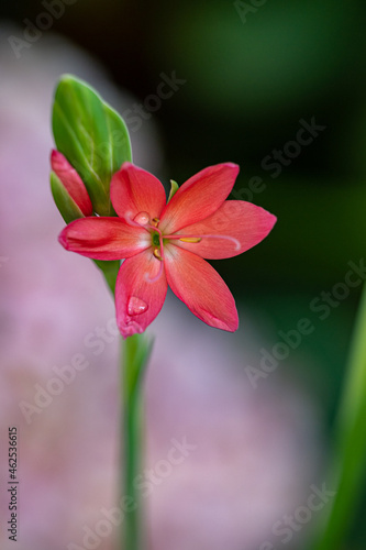 close up of a blooming red river lily flower in the garden