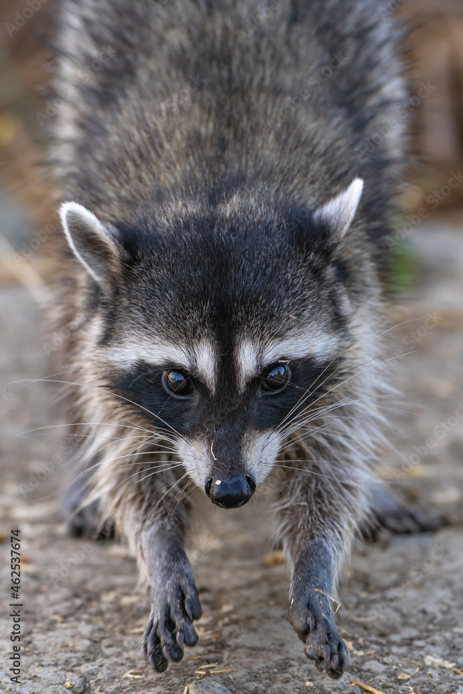 Raccoon looking at the camera. Wildlife photography. Raccoon looking at the camera. Wildlife photography.