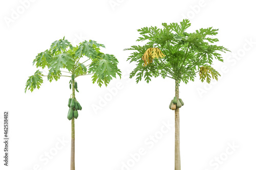Papaya tree with papaya fruit isolated on white background, clipping path for design usage purpose.