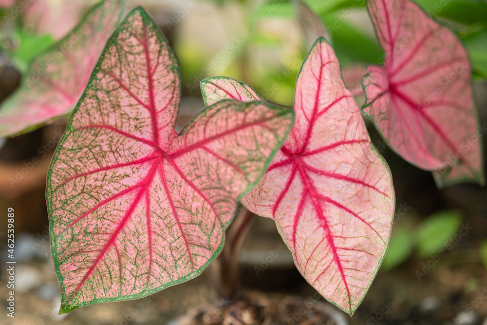  Colorful ornamental leaves of Caladium or Angel Wings . The tropical foliage plant for background