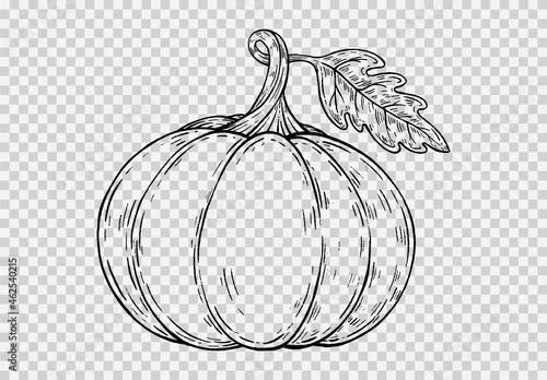 Outline pumpkin hand draw with brush style isolated on png or transparent texture,Halloween party background ,element template for poster,brochures, online advertising,vector illustration
