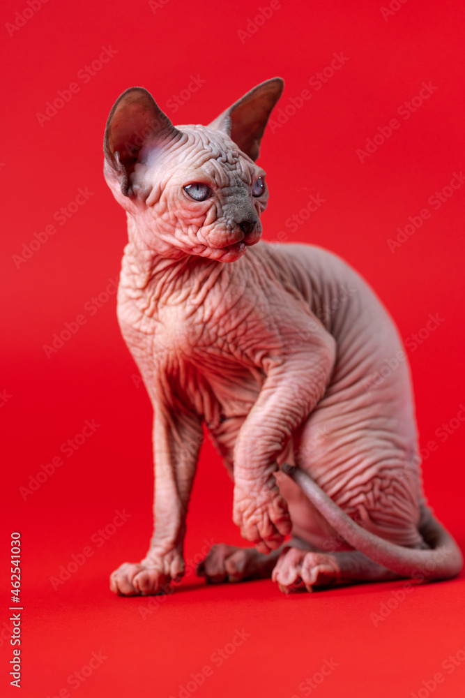 Portrait of Canadian Sphynx Cat of blue mink and white color sitting with raised front paw and with wary look on red background. Hairless female cat four months old. Full length, studio shot.