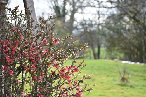 pink flowers in nature