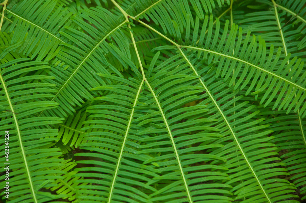 Fototapeta premium closeup green fern leaves texture abstract background,green conservation concept.