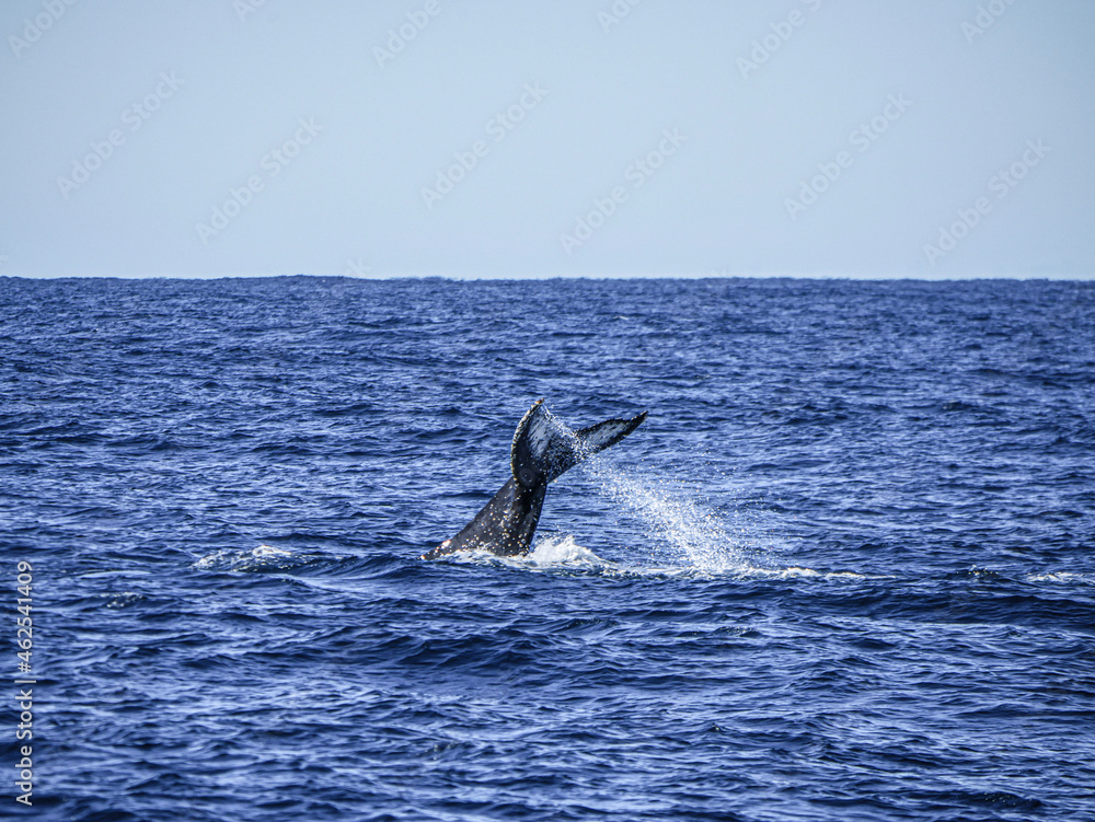 Fototapeta premium dolphin in the water