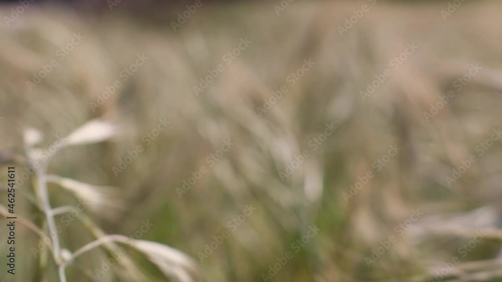 Golden yellow green spikelets of ripe oat in field on blue sky and sea background, selective focus. High quality 4k footage Golden yellow green spikelets of ripe oat in field on blue sky and sea background, selective focus. High quality 4k footage
