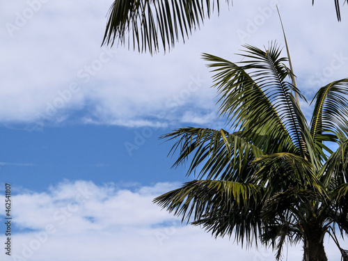 coconut tree