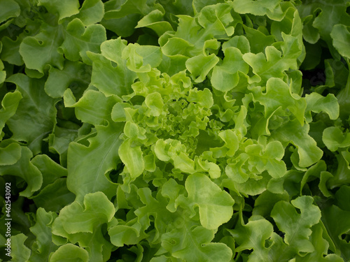 Closeup fresh growth green oak salad hydroponic vegetable pattern. Natural organic lettuce leafy leaves vitamin nutrition-rich cultivation in greenhouse farm. Healthy freshness food texture background