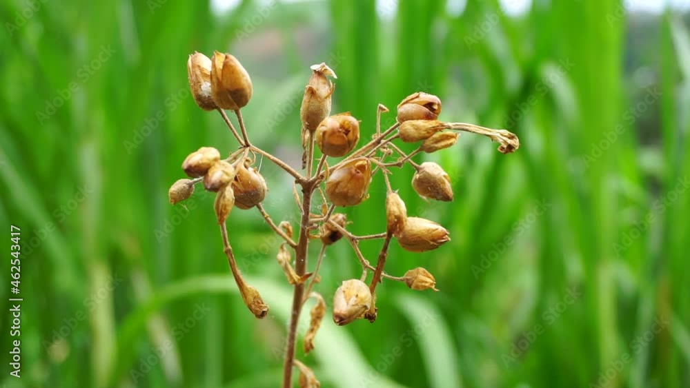 Nicotiana (tobacco plants) plant with a natural background Nicotiana (tobacco plants) plant with a natural background