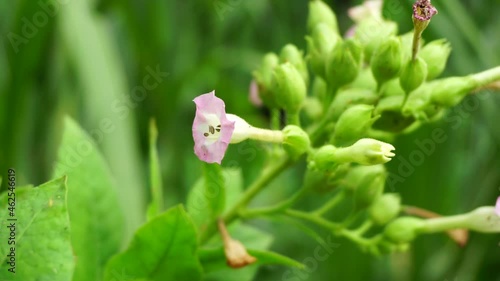 Nicotiana (tobacco plants) plant with a natural background photo