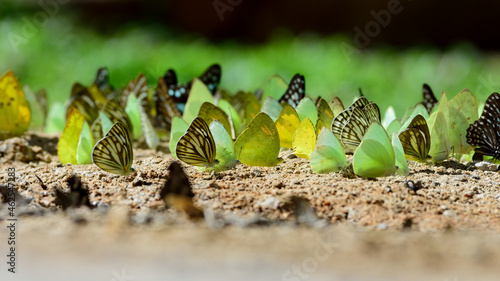 Butterflies eating salt-lick on ground in the nationailpark of Thailand