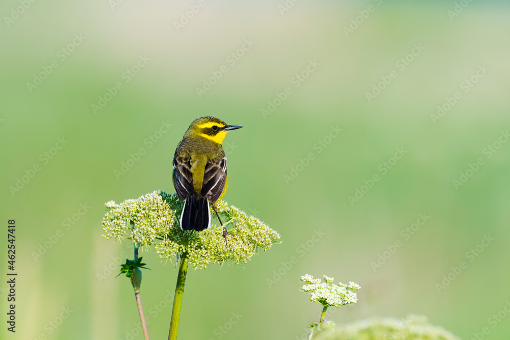ツメナガセキレイ夏羽(Yellow wagtail) ツメナガセキレイ夏羽(Yellow wagtail)