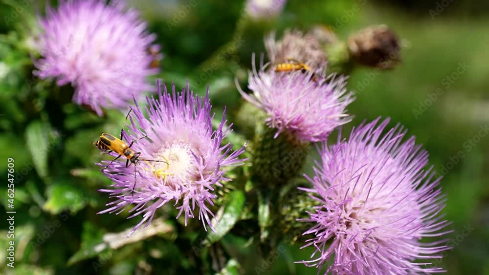 soldier beetles crawl on large thistles soldier beetles crawl on large thistles