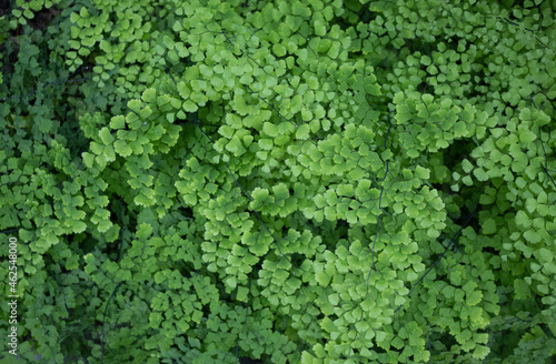 Abstract Green Texture, Adiantum Capillus-Veneris Fern Leaves © Tommy