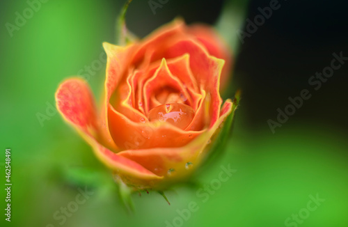 Orange rose bud overhead close up view. soft glowing effect around the rose flower in the morning light.