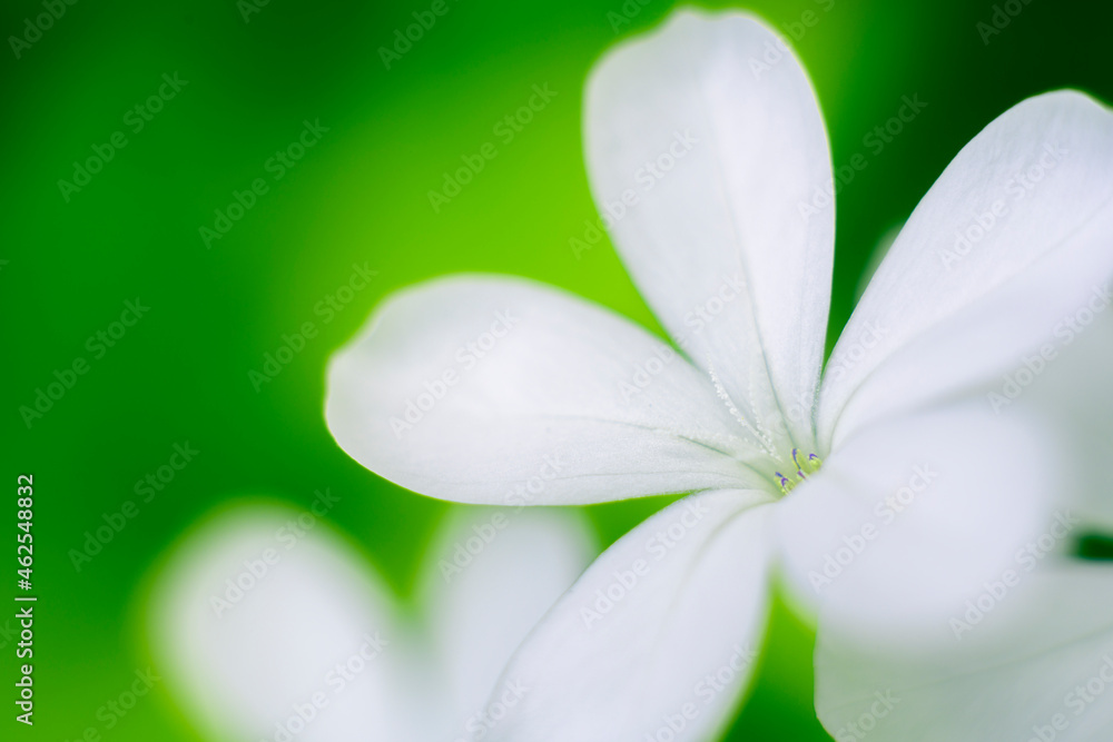 Plumbago auriculata flower macro close-up photograph. Soft white petals against a natural green bokeh background.