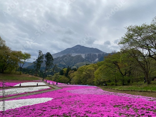 Spring scenery of Hitsujiyama Park and Mount Buko in Chichibu City, Saitama Prefecture, Japan.