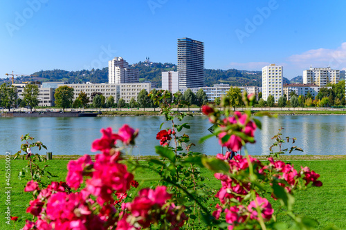 roses in front of the skyline of linz urfahr photo