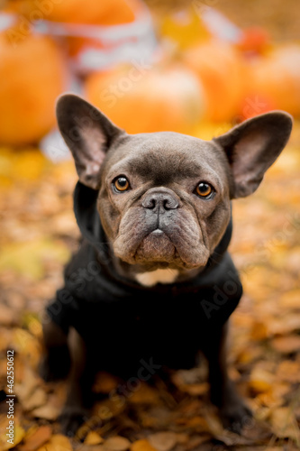 Halloween and Thanksgiving Holidays. Dog with pumpkins in the forest. Cute french bulldog.  Dog costume for Halloween  © OlgaOvcharenko