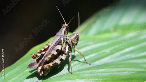 Wallpaper Mural horizontal shot of two brown grasshopper's mating in the garden on a large green leaf under bright daylight Torontodigital.ca