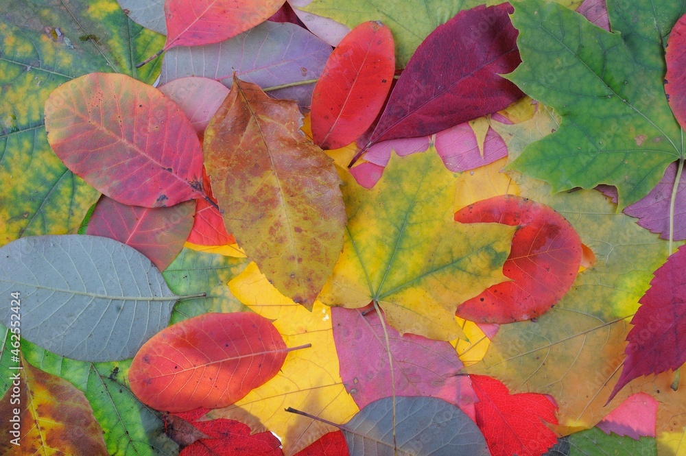Multicolored autumn maple leaves as background.
