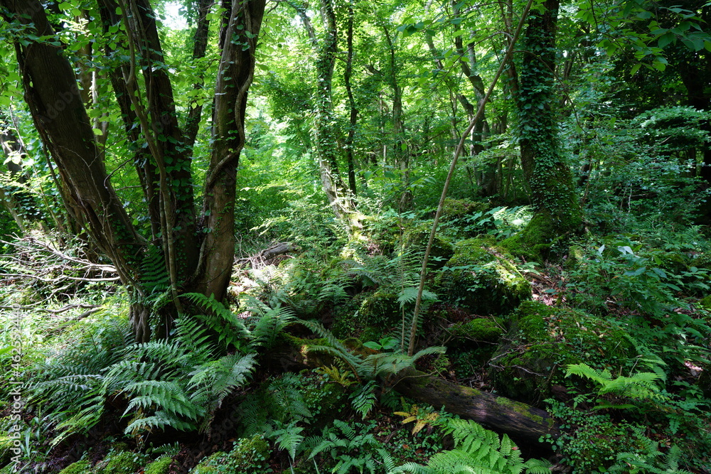 Obraz premium a lively dense forest in springtime