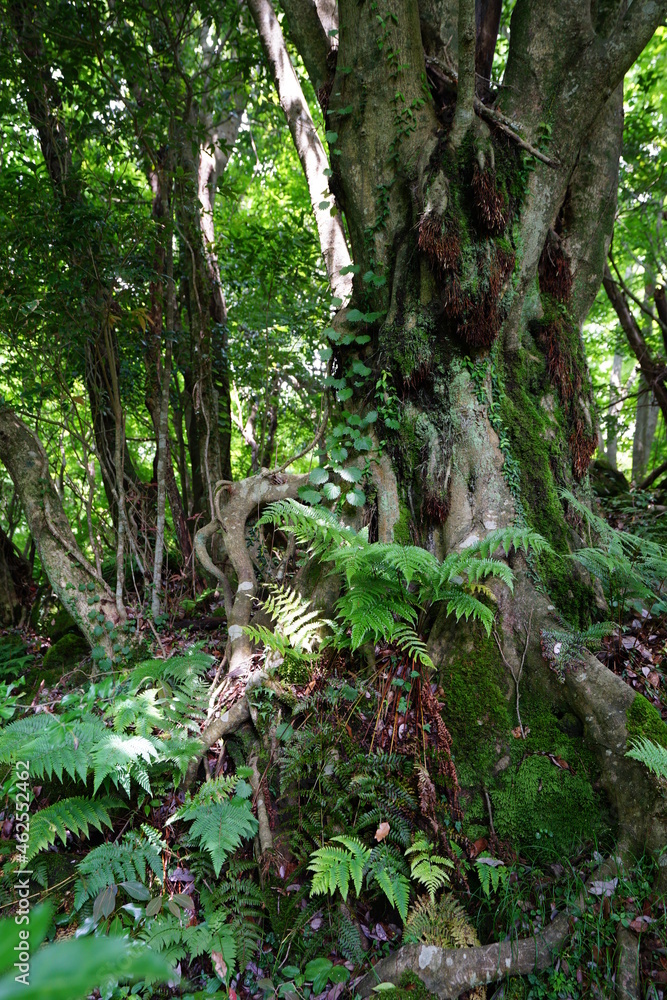 a lively dense forest in springtime a lively dense forest in springtime
