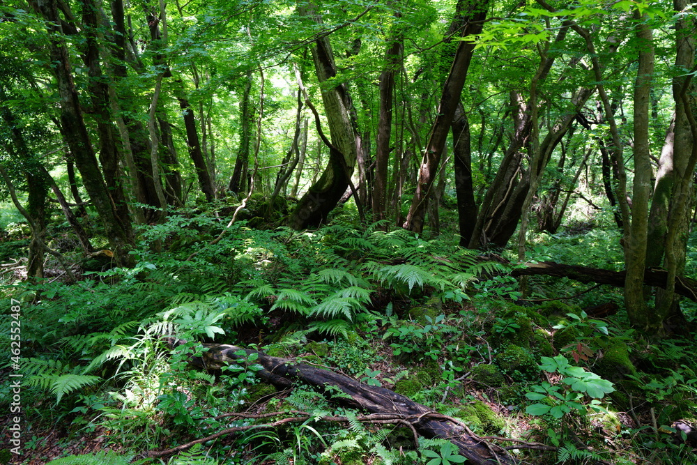 a lively dense forest in springtime a lively dense forest in springtime