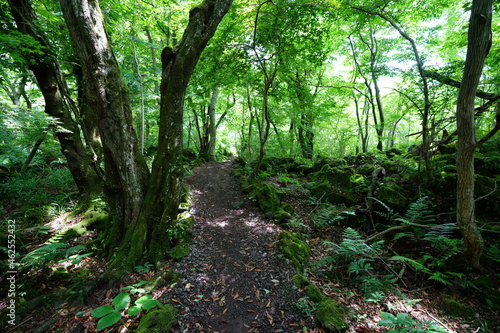 a refreshing spring forest with a path