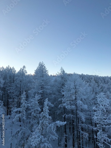 snow covered trees © Albert Mukhamedianov