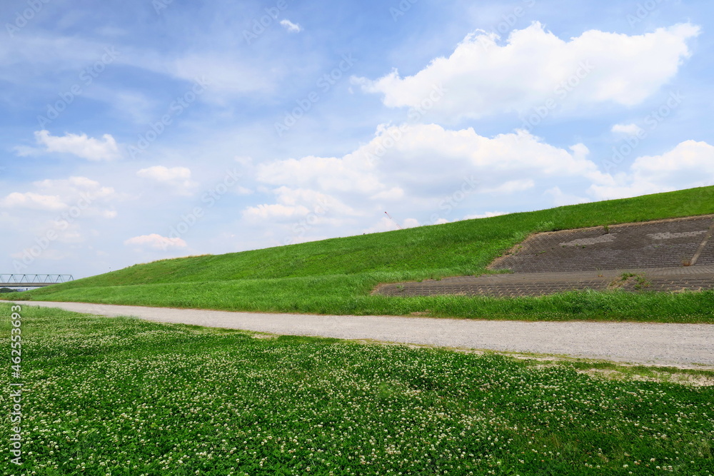 初夏の白詰め草咲く河川敷と護岸のある江戸川土手風景