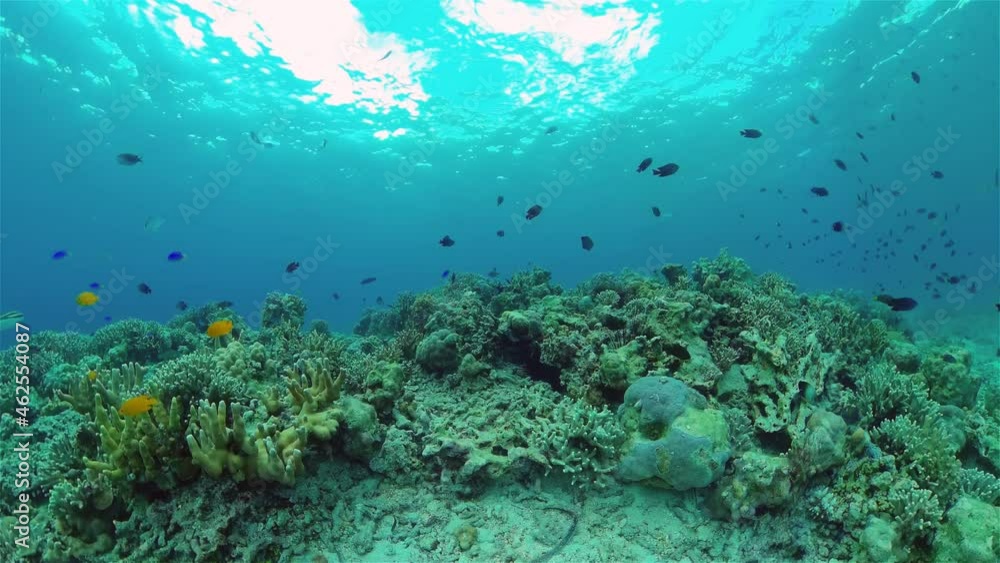 Underwater world with coral reef and tropical fishes. Travel vacation concept Underwater world with coral reef and tropical fishes. Travel vacation concept