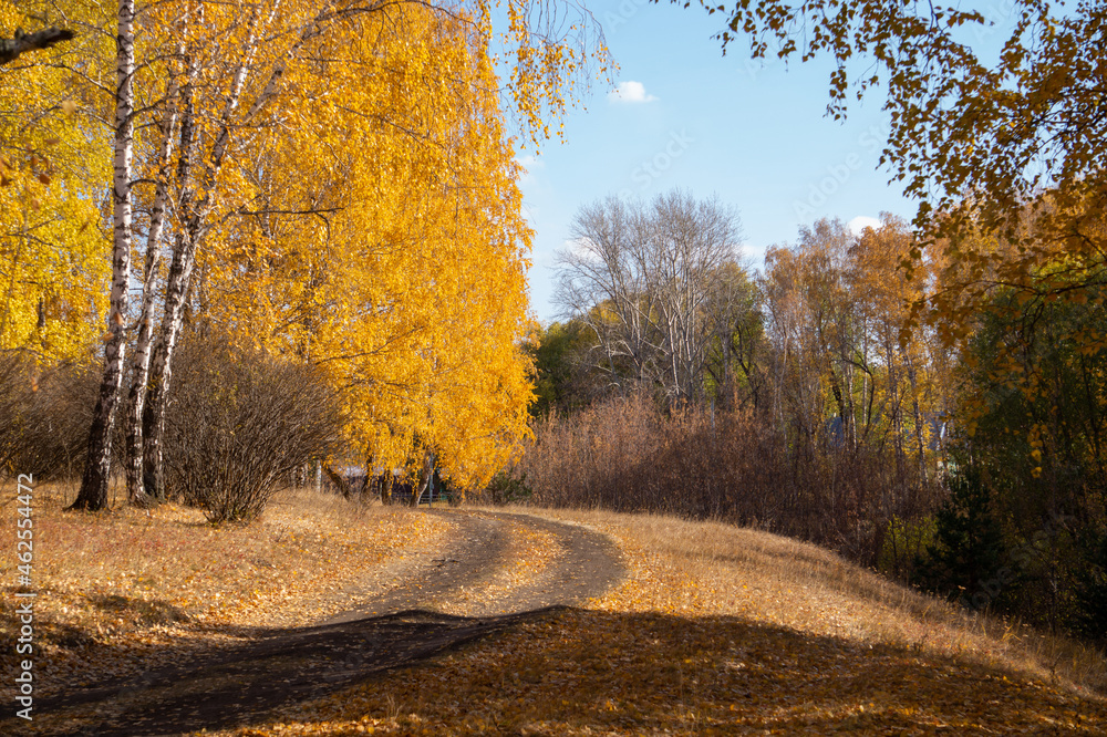 Fototapeta premium Autumn birch forest