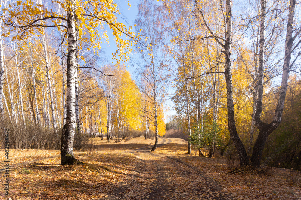 Obraz premium Autumn birch forest