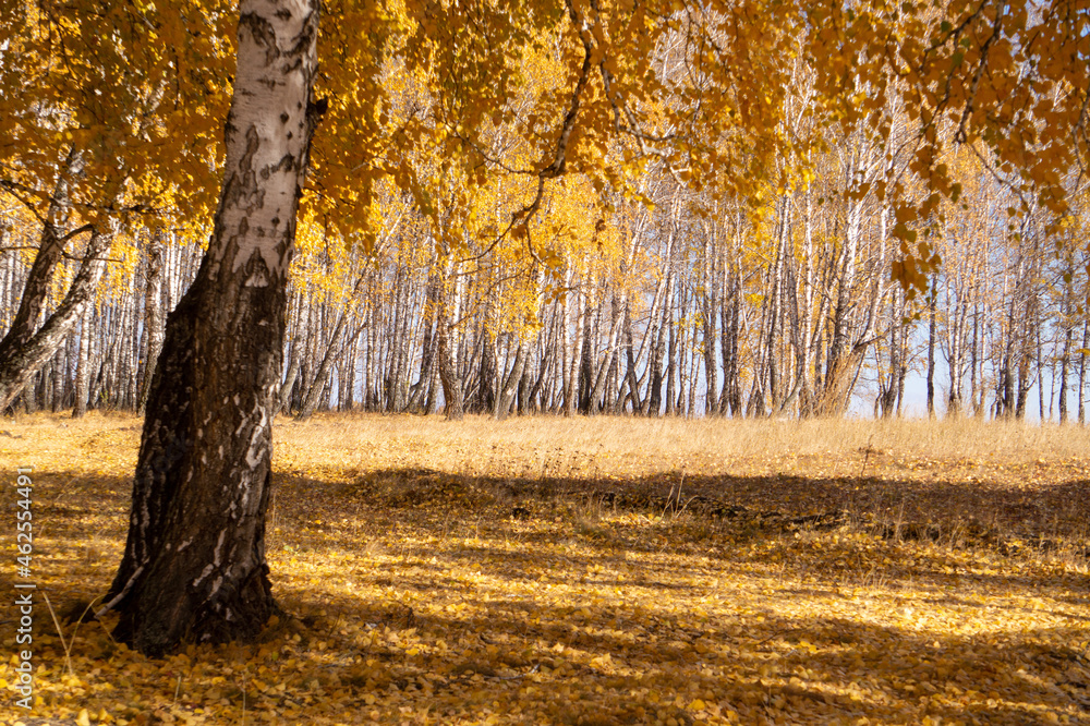 Obraz premium autumn in the forest