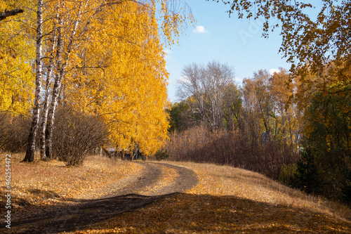 Autumn birch forest