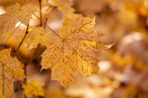 Yellow autumn leaf