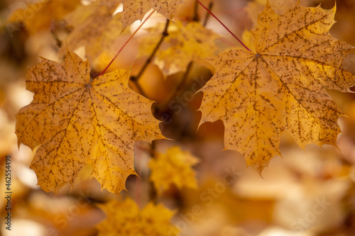 autumn leaves
