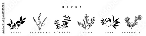 Monochrome herbs on white background. Minimalistic botanical elements for design of cosmetics or spices. Hand-drawn design concept.
