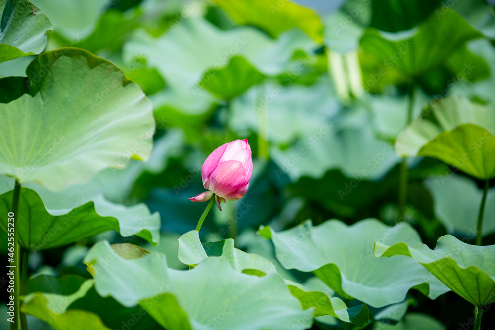 A lotus flower in early puberty, buds