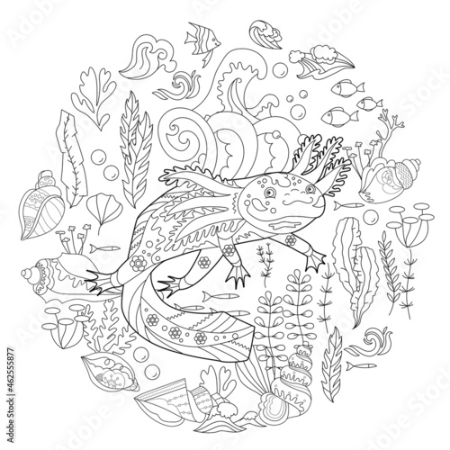 Contour linear illustration for coloring book with axolotl in seaweed. Funny animal, anti stress picture. Line art design for adult or kids in zen-tangle style, tattoo and coloring page.