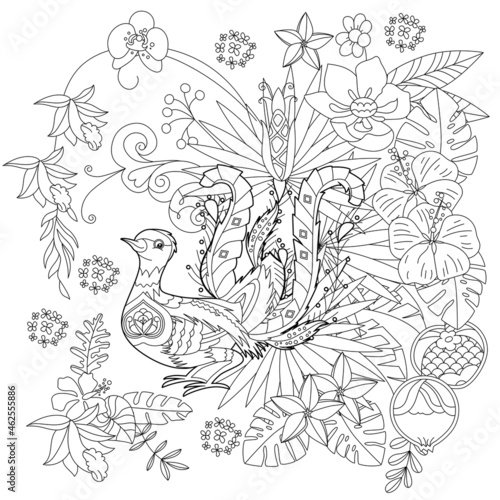 Contour linear illustration for coloring book with lyrebird in flowers. Tropic bird,  anti stress picture. Line art design for adult or kids  in zen-tangle style, tattoo and coloring page. photo