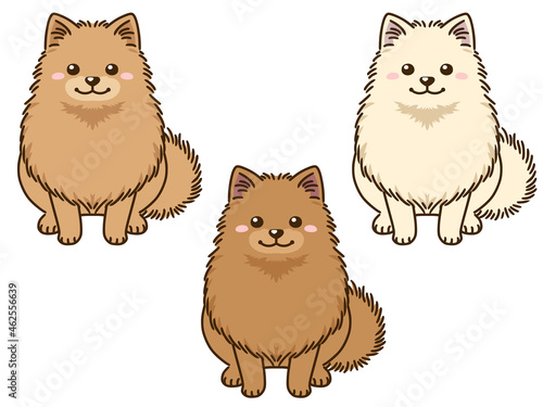 色々な毛色のポメラニアン